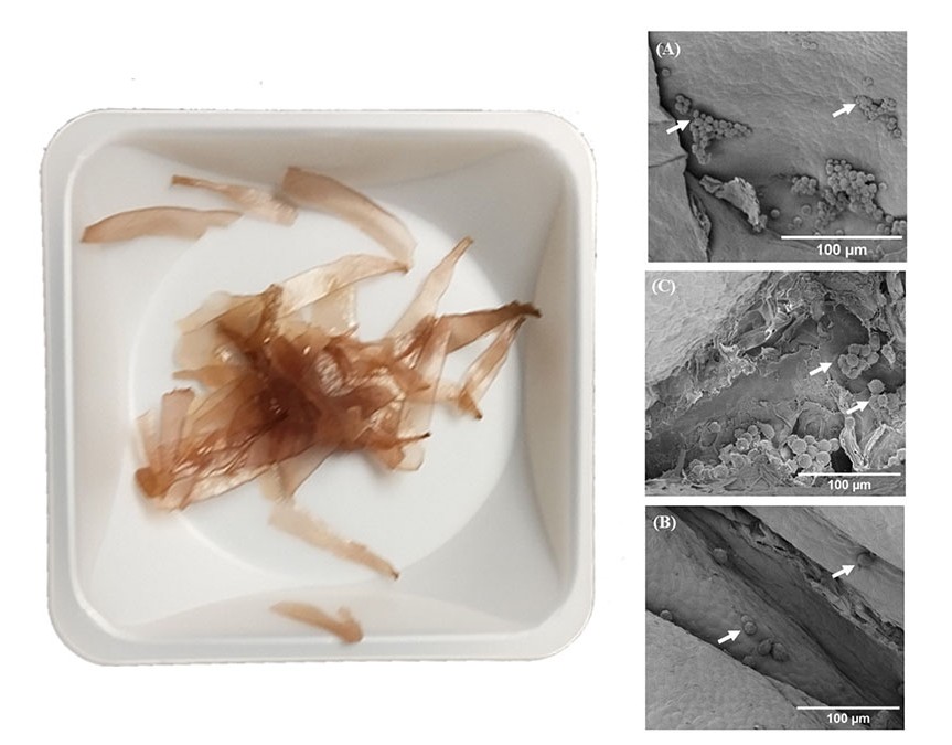 The seaweed sample before preparation and SEM images of the seaweed scaffolds with new cells. Credit: Gobinath Chithiravelu