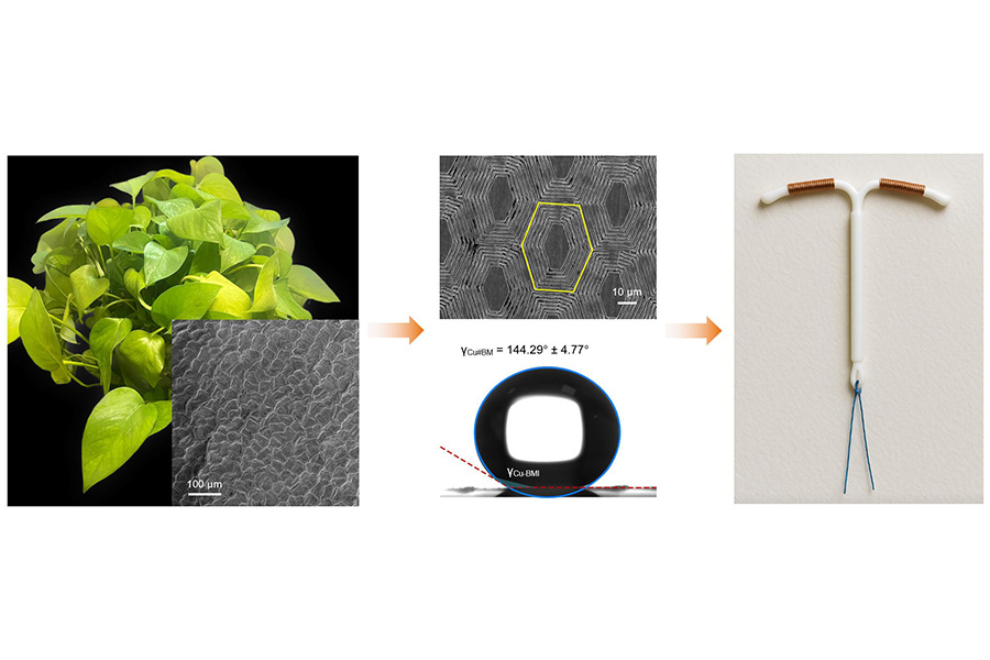 A golden pothos plant (Epipremnum aureum) and a scanning electron microscope image of its surface microstructures. Researchers are taking inspiration from its surface patterns to make a safer copper IUD. Credit: Liu et al.