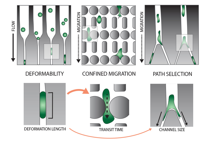 The image shows the three different microfluidic assays that were performed on the cancer cells (top) and the corresponding read-outs (bottom). Credit: A. van der Net