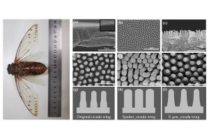 The nanostructures of an empress cicada wing before and after being coated with silver nanoparticles. Credit: Hong et al.
