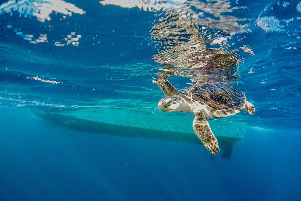 Kemp’s ridley sea turtles are among the most endangered sea turtles on the planet, residing in the highly trafficked eastern and Gulf coasts of North America. Understanding how the noise produced by human activities affects them can help inform conservation efforts. Credit: Instigator/Shanna Stawicki Photography