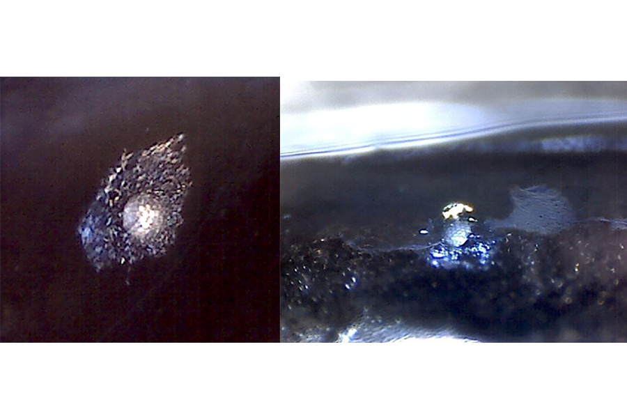 The light-emitting organs on the slender fangjaw, a deep-sea fish, are surrounded by layers of crystalline structures that scatter and recycle its bio light for maximum efficiency. Credit: Masakazu Iwasaka