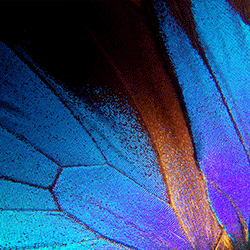 Decorative Image